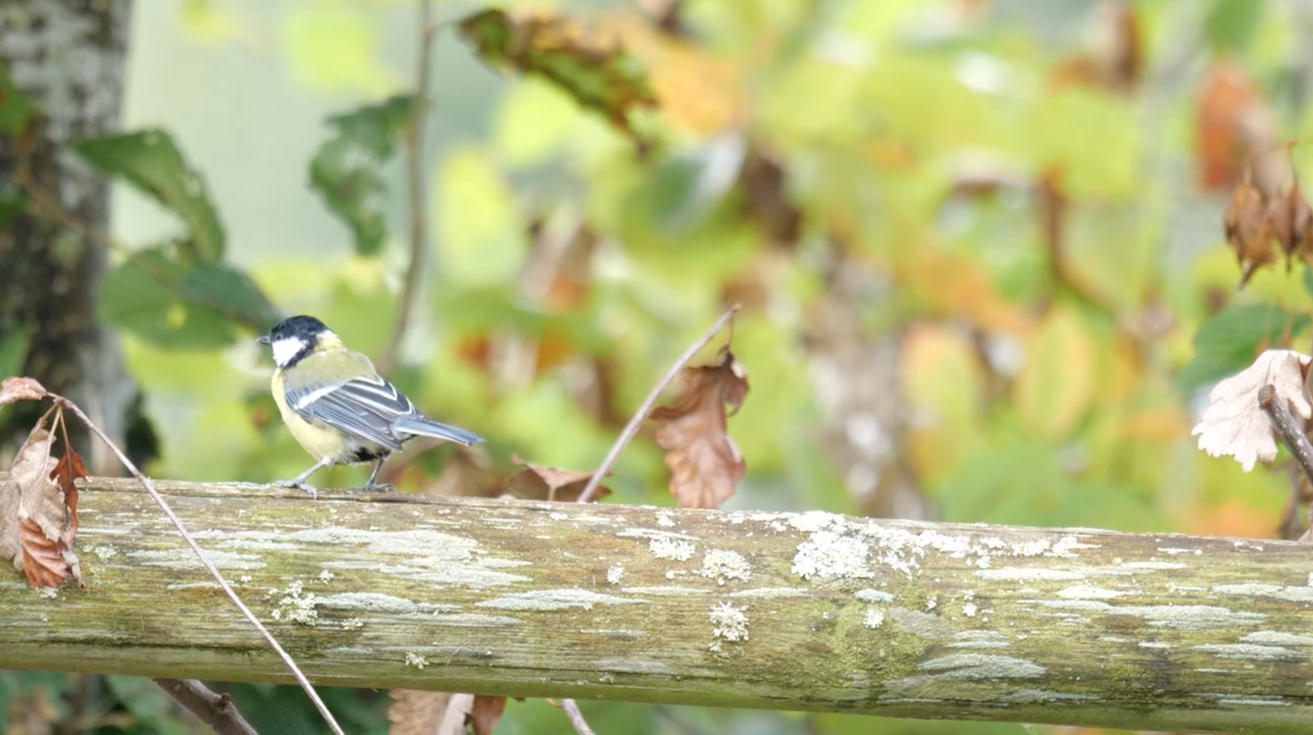 PETITION : SOS ZONE HUMIDE EN DANGER